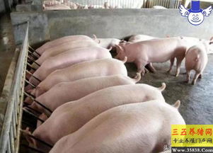 育肥猪自由采食，如何平衡营养摄入与生长效率