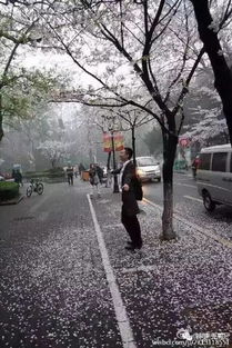樱花雨特效杀虫剂， 贵州厂家出品的神奇宝贝