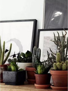 家门口种这些植物可依驱赶蚊子哦！