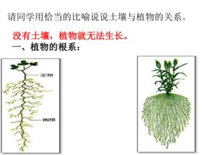 第三步：土壤改良和养护