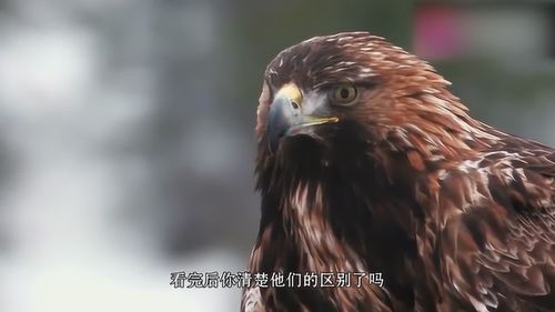 《雕鹰》讲述了一位少年与雕鹰的传奇故事