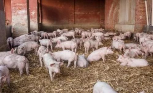 泔水发酵后能作为饲料喂猪吗？长期使用会有哪些潜在问题？