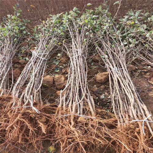 苗木销售与竞争策略