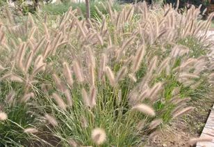 紫穗狼尾草：花开惊艳的植物