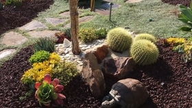 本土植物， 耐旱耐寒的宝贝