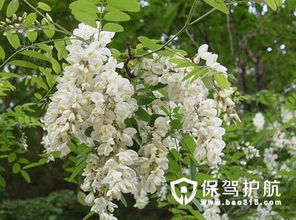 刺槐树的独特外貌