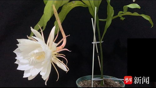 昙花绽放，是否曾惊艳过你的眼