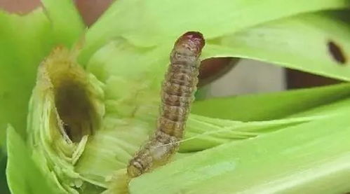 施药小技巧，你get了吗？