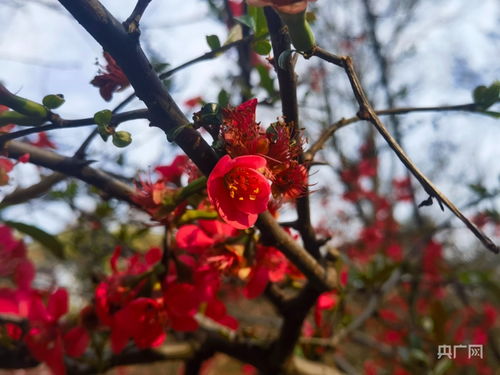 春和景明：春天的生机与和谐之美