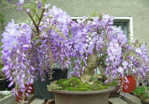 紫藤花中哪个品种的花期蕞长？