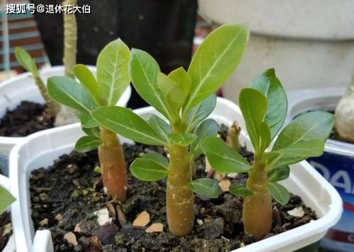 目测法：观察颜色辨干湿