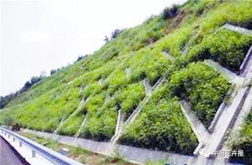 南方高温多雨护坡绿化，选哪种草种好？
