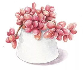 多肉绘画技巧与品种介绍