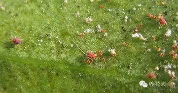 叶子为什么蔫了？浇水少了根系出了大问题这个！