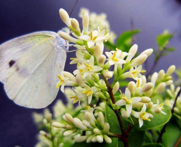 养护误区警示：别把正常根色当病害