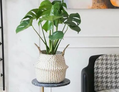 室内花卉的净化秘密