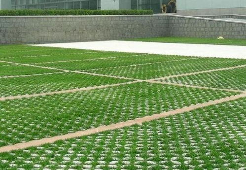 矮草坪养护，超支怎么办？实测三种草省600元/年，避坑清单来了！