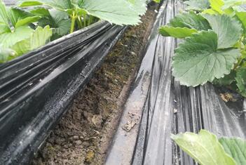 草莓一般在什么月份种植最适宜，需要注意哪些管理要点