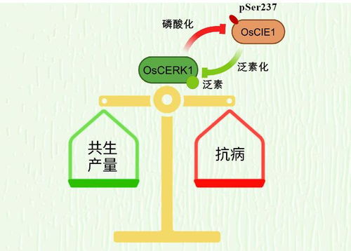 免疫抑制：病原入侵导致机体免疫反应减弱
