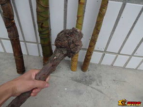 二、 松树瘤包的功效和作用