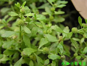 鹅不食草高效种植指南：如何在家轻松种植？