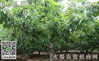 樱桃褐斑穿孔病是樱桃树常见病害，严重影响果实品质和产量