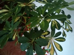 天然杀虫剂，花草也喜欢