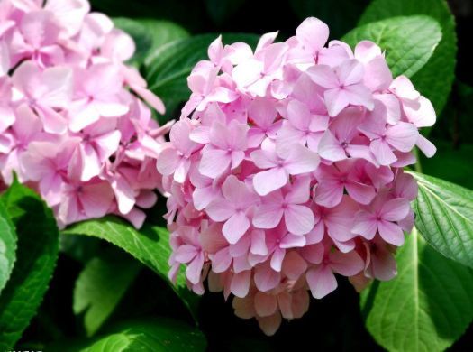 珍珠挂树：佛顶珠