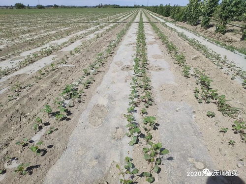 药害大揭秘：除草剂对棉花的破坏力究竟有多强？