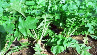 乙草胺对萝卜籽出苗的影响探秘