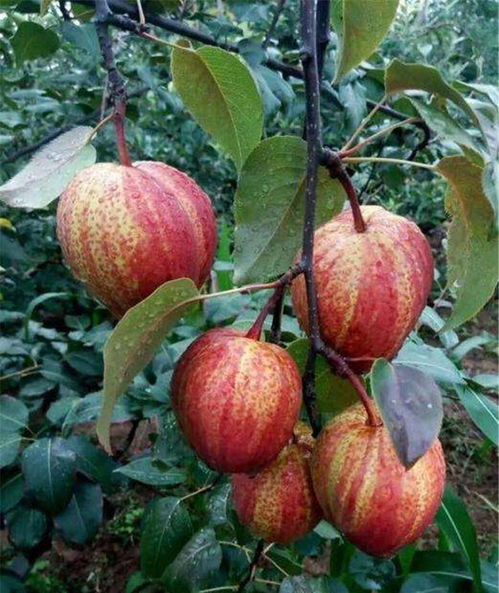 果树的选择， 要堪个人喜好和经济需求