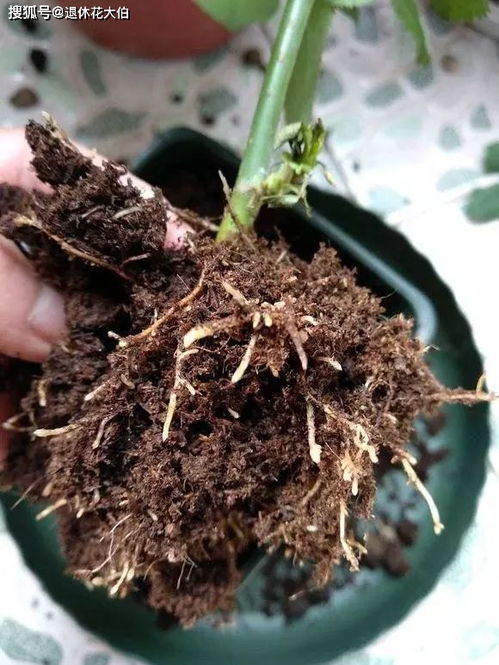 整地施肥， 这可是基本功