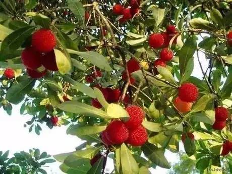 杨梅核种植：嫩否长成真正的果树？