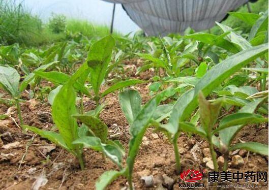 1.1 中药草的重要性及其在现代医学中的应用