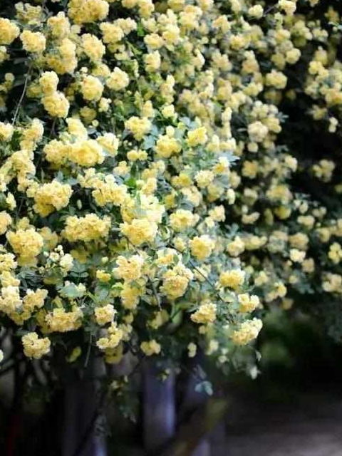 白色的木香花，纯洁无瑕，清新脱俗