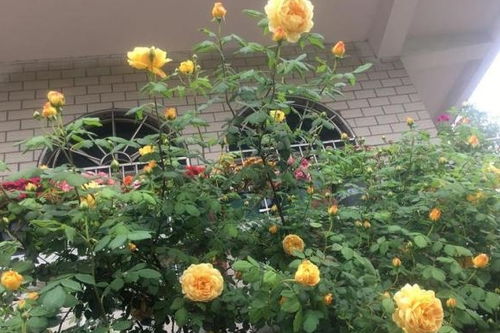 土壤微生物：月季的“肠胃助手”