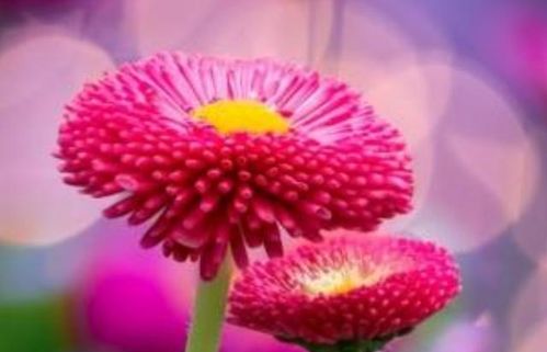 友情之花绽放时如何用花言巧语让这朵花更加绚烂