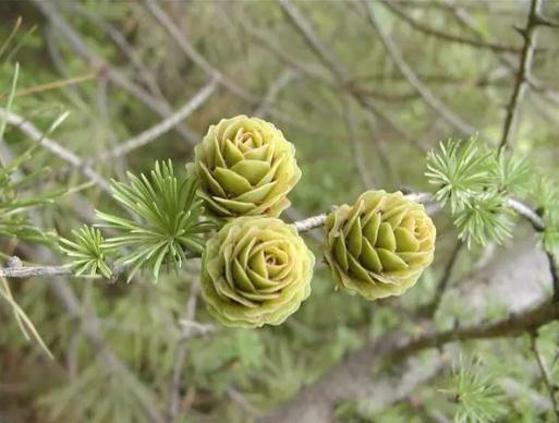 我国珍稀植物种类繁多，如水杉、银杏等
