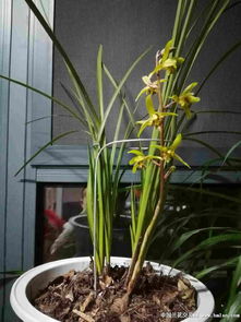 新栽兰花，怎么用百菌清？
