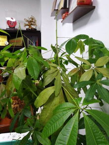 发财树叶黄了怎么办？有没有简单有效的救活发财树的方法