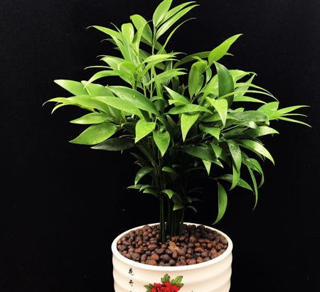 驱蚊竹柏真的驱蚊吗？传说中的效果靠谱吗