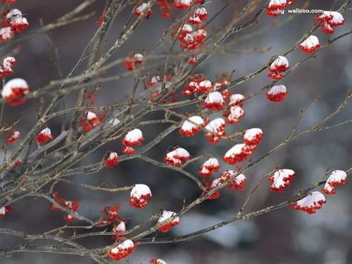 梅花：冬日里的傲骨之花