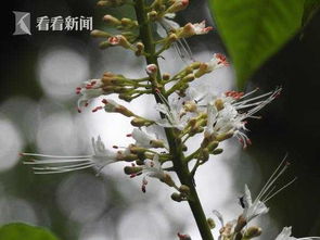 上海植物园花开九月：秋海棠 Begonia cv.