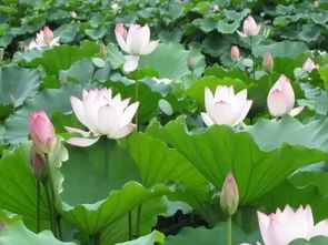 荷花种子遇酒能生长？揭秘荷花生长奥秘！