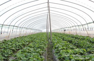 三、 蔬菜农残气相色谱法检测质量控制的措施