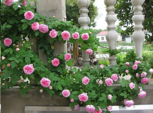 蓝月亮月季：大型藤本月季， 花朵美美哒