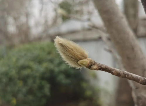 白玉兰的耐寒小秘密