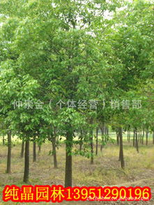 球类苗木品种大揭秘