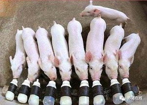 母猪缺乳症危害严重！如何有效防治