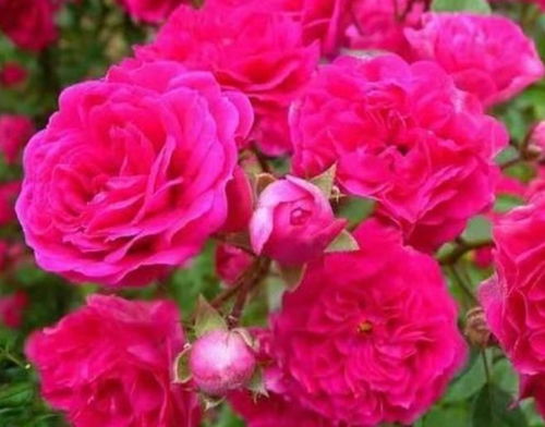 芍药：春末的美丽使者